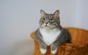 Можно ли кормить кошку сухим и влажным кормом одновременно?