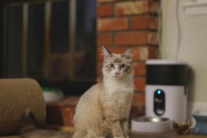 Сколько кошка должна съедать влажного корма за раз?
