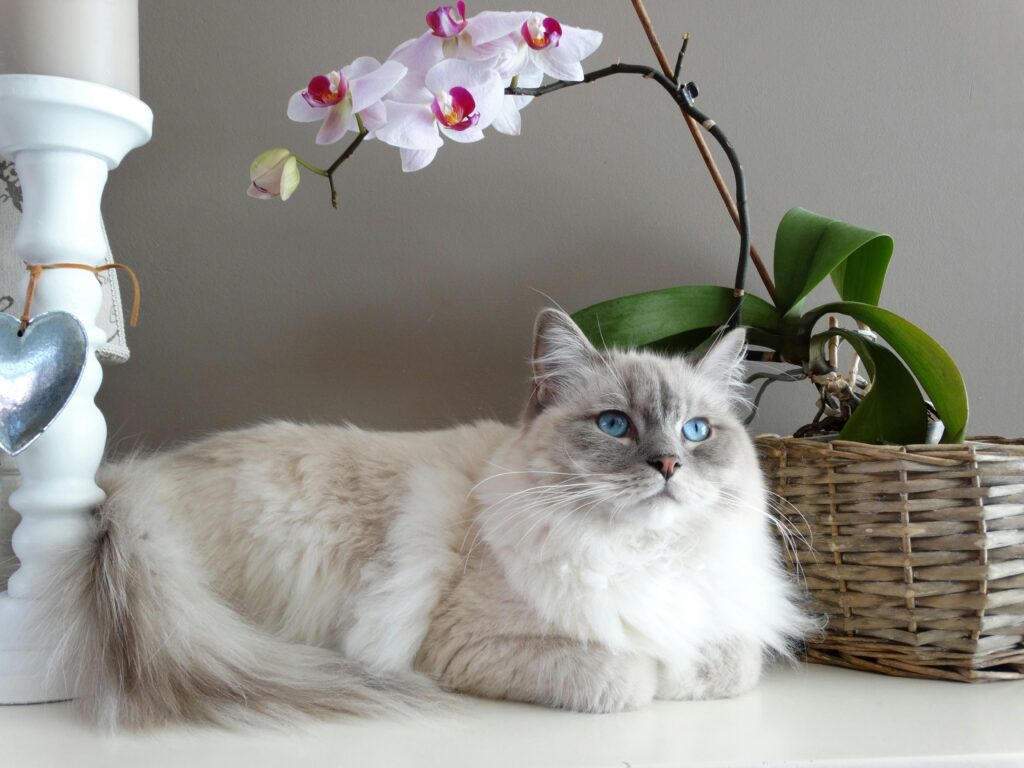 Сколько кошка должна съедать влажного корма за раз?