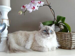 Где лучше всего покупать влажный корм для кошек?